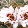 Vai alla scheda di Gymnocalycium chiquitanum