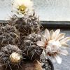 Vai alla scheda di Gymnocalycium chubutense