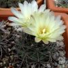 Vai alla scheda di Gymnocalycium curvispinum