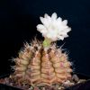 Vai alla scheda di Gymnocalycium damsii