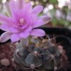 Vai alla scheda di Gymnocalycium damsii cv. red blush