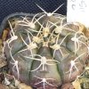 Vai alla scheda di Gymnocalycium damsii ssp. evae