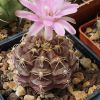 Vai alla scheda di Gymnocalycium damsii v. rotundulum