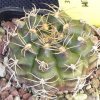 Vai alla scheda di Gymnocalycium damsii v. tucavocense