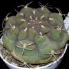 Vai alla scheda di Gymnocalycium delaetii