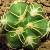 Vai alla scheda di Gymnocalycium denudatum cv. jan suba