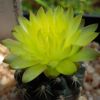 Vai alla scheda di Gymnocalycium doppianum