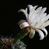 Vai alla scheda di Gymnocalycium erinaceum