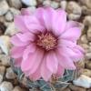 Vai alla scheda di Gymnocalycium erinaceum v. paucisquamosum