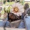 Vai alla scheda di Gymnocalycium esperanzae