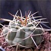 Vai alla scheda di Gymnocalycium eurypleurum