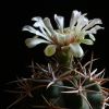 Vai alla scheda di Gymnocalycium ferocior