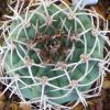 Vai alla scheda di Gymnocalycium ferox