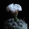 Vai alla scheda di Gymnocalycium ferrarii