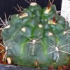 Vai alla scheda di Gymnocalycium fischeri