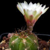 Vai alla scheda di Gymnocalycium fleischerianum