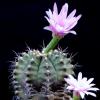 Vai alla scheda di Gymnocalycium friedrichii