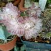 Vai alla scheda di Gymnocalycium friedrichii f. monstruosum