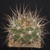 Vai alla scheda di Gymnocalycium genserii