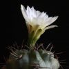 Vai alla scheda di Gymnocalycium gibbosum v. chubutense