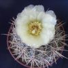 Vai alla scheda di Gymnocalycium gibbosum v. gerardii