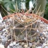 Vai alla scheda di Gymnocalycium gibbosum v. nobile