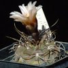 Vai alla scheda di Gymnocalycium glaucum