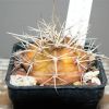 Vai alla scheda di Gymnocalycium griseo-pallidum