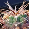 Vai alla scheda di Gymnocalycium guanchinense