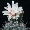 Vai alla scheda di Gymnocalycium hamatum