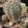 Vai alla scheda di Gymnocalycium hennissii