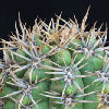 Vai alla scheda di Gymnocalycium horridispinum