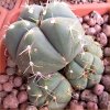 Vai alla scheda di Gymnocalycium horstii