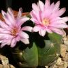 Vai alla scheda di Gymnocalycium horstii ssp. buenekeri