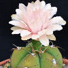 Vai alla scheda di Gymnocalycium horstii v. buenekeri