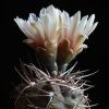 Vai alla scheda di Gymnocalycium hossei