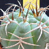 Vai alla scheda di Gymnocalycium hybopleurum