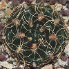 Vai alla scheda di Gymnocalycium hyptiacanthum