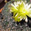 Vai alla scheda di Gymnocalycium hyptiacanthum ssp. netrelianum