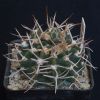 Vai alla scheda di Gymnocalycium intermedium