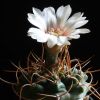 Vai alla scheda di Gymnocalycium intertextum