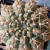 Vai alla scheda di Gymnocalycium kieslingii