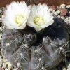 Vai alla scheda di Gymnocalycium knollii