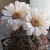 Vai alla scheda di Gymnocalycium kroenleinii