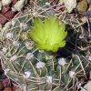 Vai alla scheda di Gymnocalycium leeanum