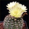 Vai alla scheda di Gymnocalycium leeanum v. netrelianum