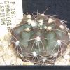 Vai alla scheda di Gymnocalycium lepidum