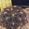 Vai alla scheda di Gymnocalycium lukasikii