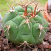 Vai alla scheda di Gymnocalycium marquezii