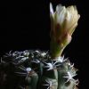 Vai alla scheda di Gymnocalycium marsoneri